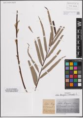 Foto von Salix elaeagnos Scop. x Salix viminalis L.